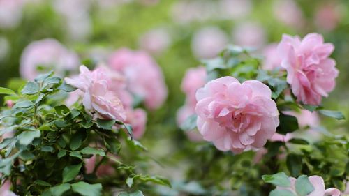 Close-up of pink roses