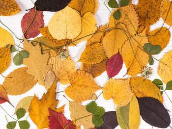 Close-up of leaves on tree