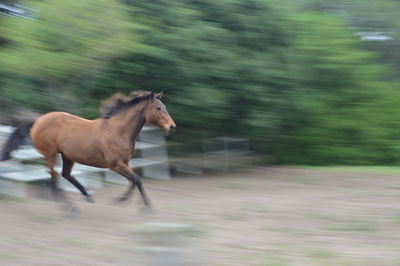 Horse in stable