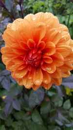 Close-up of orange flower blooming in park