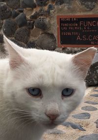 Close-up portrait of a cat