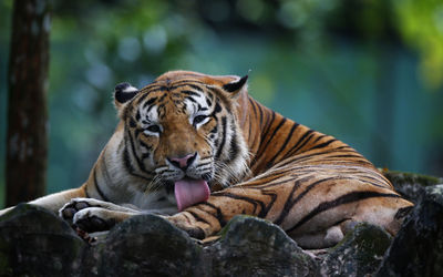 Tiger licking himself while sitting outdoors