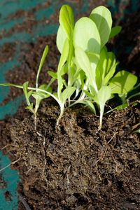 Close-up of fresh green plants