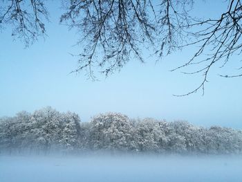 Bare trees on snow covered land against sky