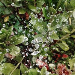 Close-up of raindrops on leaves