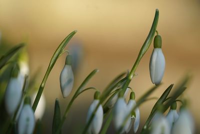 Close-up of white flowering snowdrops 