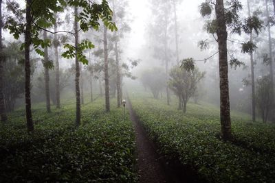 Trees in forest