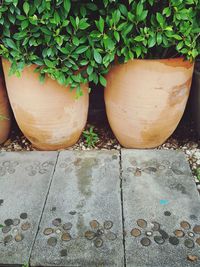 Close-up of potted plant