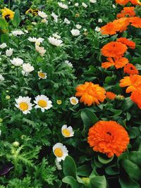 Close-up of orange flowers blooming outdoors