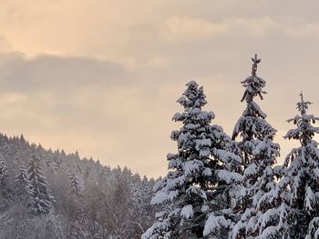 Snow covered plants against sky