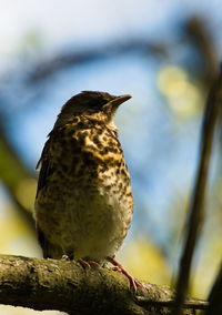Close-up of bird perching on a tree