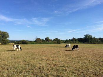 Scenic view of grassy field against cloudy sky