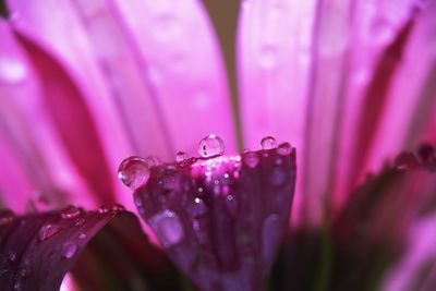 Close-up of raindrops on pink rose flower