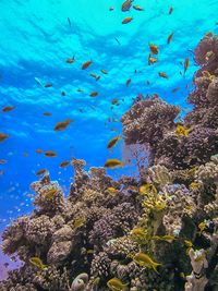 Coral reefs in the red sea, egypt