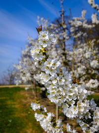 Close-up of white cherry blossoms against sky