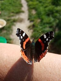 Close-up of butterfly on hand