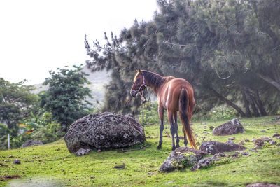 Horse standing on field against trees