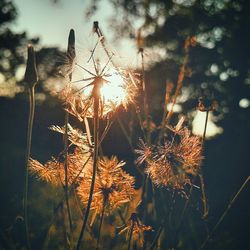 Plants against sky