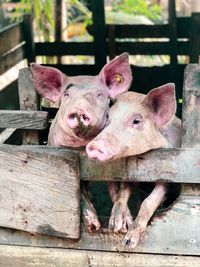 Portrait of two smiley cute piglets