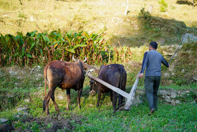 Indian farmer ploughing rice fields with a pair of oxes using traditional plough at sunrise.