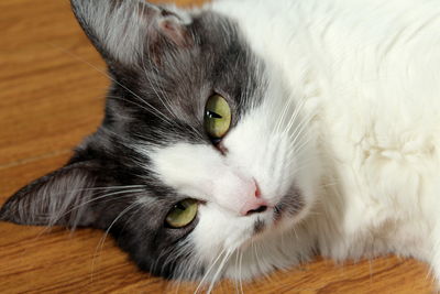 A portrait of a female cat, lying down, with a black and white body colors and yellow eyes