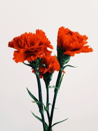 Close-up of red flower plant against white background