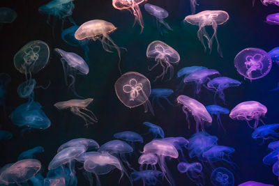 Jellyfish with neon glowing light effect in the s.e.a. aquarium in singapore