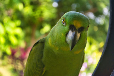 Close-up of parrot perching