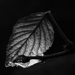 Close-up of leaf against black background