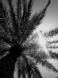 Low angle view of palm tree against sky