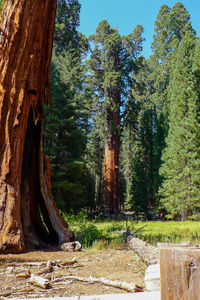 Trees growing in forest