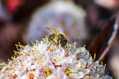 Close-up of insect on flower