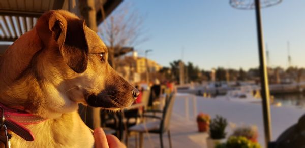 Close-up of dog looking away