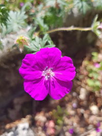 Close-up of pink flower