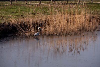 View of birds in water