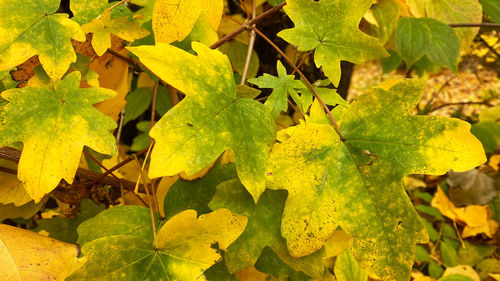High angle view of yellow maple leaves on field