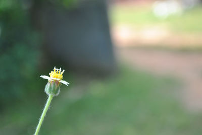 Close-up of white flowering plant