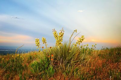 Scenic view of field against sky at sunset