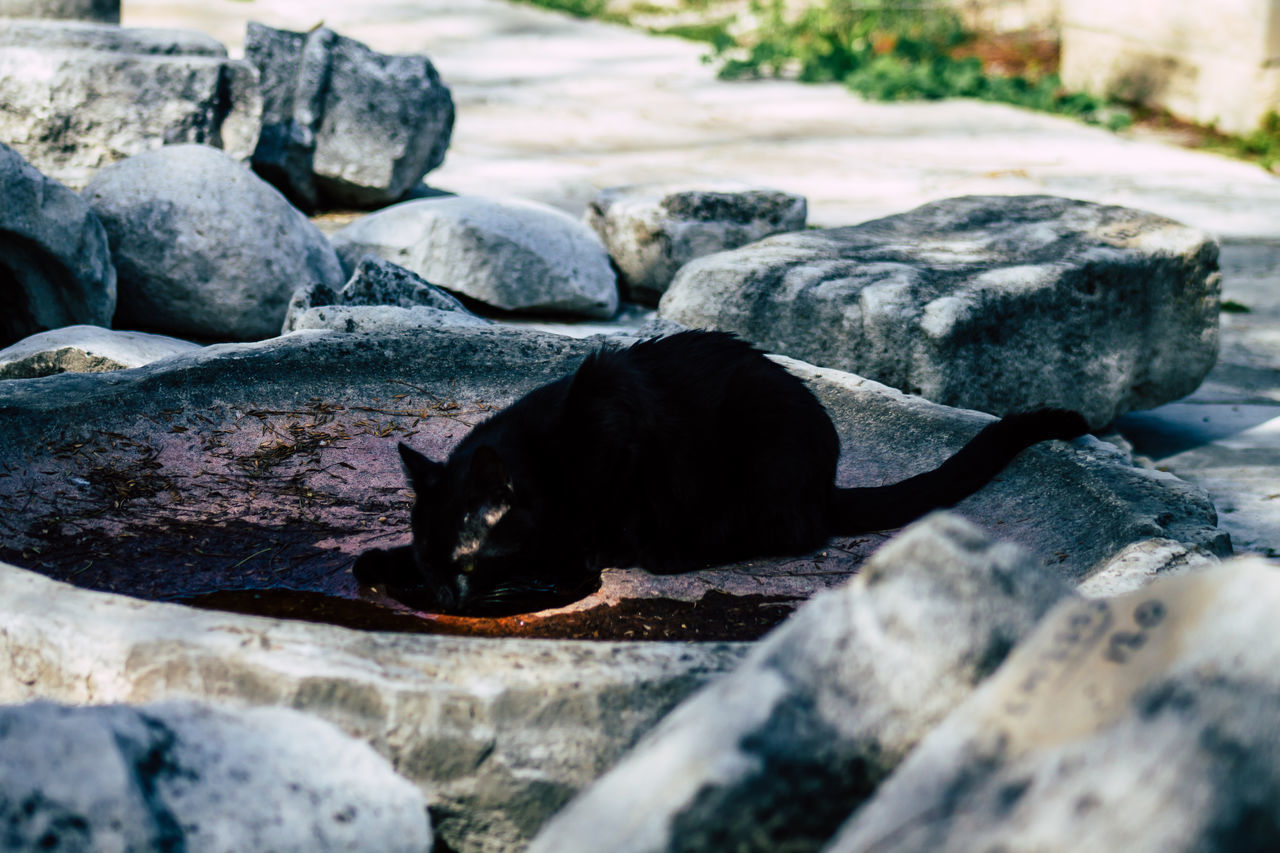 VIEW OF BLACK CAT ON ROCKS