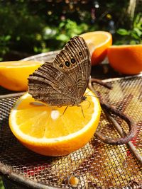 Close-up of orange on table