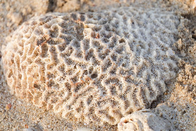 High angle view of animal on beach