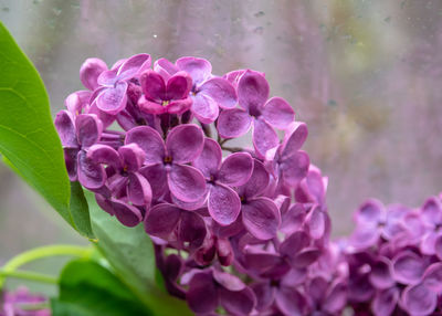 Close-up of pink flowering plant