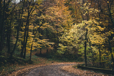 Road amidst trees in forest during autumn