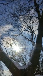 Low angle view of bare trees against sky during sunset