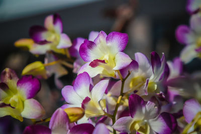 Close-up of pink flowering plants