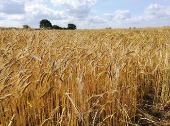 View of wheat field against sky