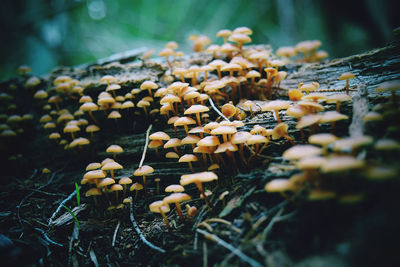 Close up mushrooms in ocala forrest 