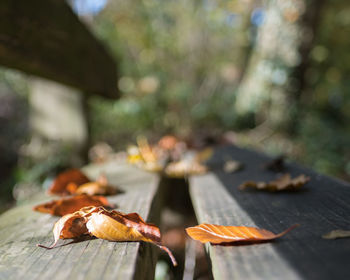 Close-up of dry maple leaf