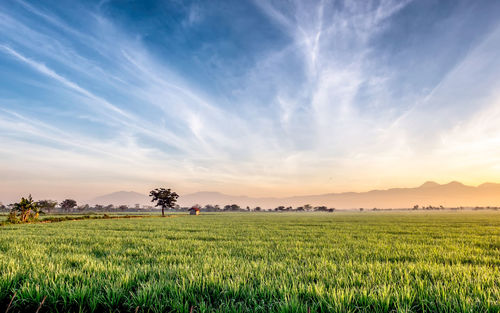 Scenic view of agricultural field against sky