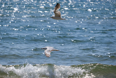 Seagull flying over water